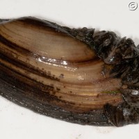 Zebra Mussel